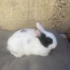 Dwarf Hotot baby bunny (buck)
