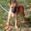 Belgian Malinois (SOLD