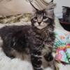 Maine Coon Kitten - Black Tabby Female - Purebred European Lineage