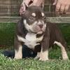American bully