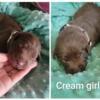 Chocolate lab Chesapeake puppies