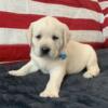 (WHITE) English Style Lab Blue Collared Male