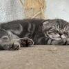 Scottish Fold stud service 