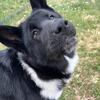 🌻Enchanted Akita AKC Female Puppy Sapphire 🌻