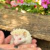 BABY ALBINO HEDGEHOG   - Hand Raised at our family farm