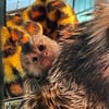 Marmosets Finger Monkeys Twins