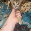 Bengal mix kitten