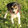 Purah Female Queen Elizabeth Pocket Beagle Puppy