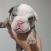 3 WEEK OLD ENGLISH BULLDOG PUPS. BEAUTIFUL COLORS- BLUE TRI, WHITE/BLACK, BLUE WHITE 