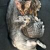 Adorable Bengal Kittens for Sale! (12 Weeks)