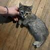 Kittens to good home