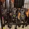 Black Cane Corso puppies 13 weeks