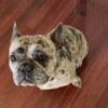 3 year old Male Merle French Bulldog