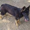 Reduced Year Old Silver Sable, Black/Silver, Bi-Color Or 11 Month Old Panda German Shepherd's