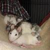Dumbo and fancy rats