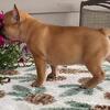 FRENCH BULLDOG PUPPIES AVAILABLE