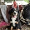 Take me home today Bernese mountain puppy Male