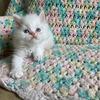 Himalayan Kittens