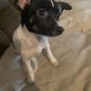 deerhead chihuahuas 