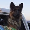 AKC German Shepherd Stud