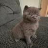 British shorthair kittens