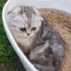 Scottish fold 8 weeks old female