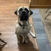 Bullmastiff Looking For New Home