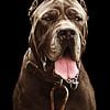 ROCCO 75% NEO 25% DANE open for STUD WORKiING BRED MASTIFF BLOOD