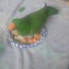 Male Eclectus 9 month old - chicago land area