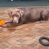 Silver female lab