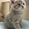 Wyatt Curious and Playful British Shorthair