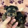 Yorkie