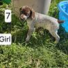 Pure German short hair pointer puppies 