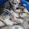 Blue heeler puppies for sale