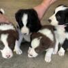 ABCA registered Border Collies