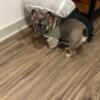 8 month female akc french bulldog