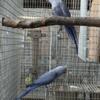 Proven Indian Ringneck Pairs - Violet or  Blue Lacewing