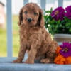 Sweet Cavapoo Puppies