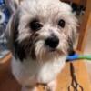 Male Shih tzu for sale