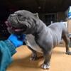 MALE AMERICAN BULLY 6 months OLS. ABR REG $600