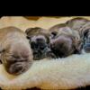 Exotic bully pups