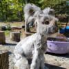 English Angora Bunnies