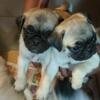Full-Blood Pug Puppies (Fawn)