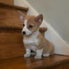 Pembroke Welsh Corgi