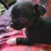 Chihuahua  pup female no papers