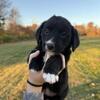 Cardigan Corgi and Golden Retriever Mix Female