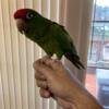 Beautiful sweet male red fronted conure