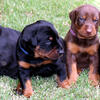 Doberman puppies European bloodlines in USA