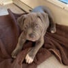 Pitbull puppies for sale