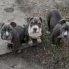 Standard/xl bully